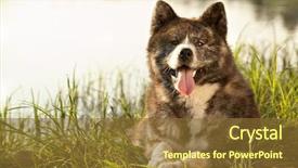  Presentation with dog cat stethescope - PPT layouts enhanced with akitaakita inu dog portrait inu dog portrait background and a tawny brown colored foreground