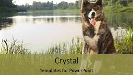  Presentation with dog - Amazing slide deck having akitaakita-inu-dog-portrait-inu backdrop and a gold colored foreground