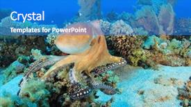  Presentation with sea coral - Cool new slide deck with alam - big red octopus octopus cyaneus backdrop and a teal colored foreground