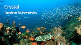  Presentation with tuna fish underwater in ocean - Beautiful PPT theme featuring alam - coral reef and fish underwater backdrop and a teal colored foreground