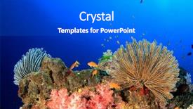  Presentation with coral reef - Colorful presentation theme enhanced with alam - coral reef fish underwater backdrop and a gray colored foreground