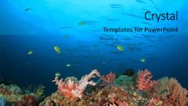  Presentation with reef octopus underwater - Beautiful PPT theme featuring alam - coral reef fish underwater backdrop and a light gray colored foreground