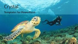  Presentation with turtle - Audience pleasing PPT theme consisting of alam - hawksbill sea turtle and scuba backdrop and a cyan colored foreground