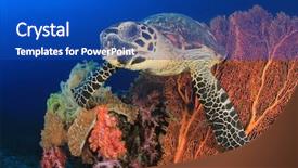  Presentation with sea coral - Theme featuring alam - hawksbill sea turtle on coral background and a cobalt blue colored foreground
