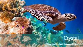  Presentation with turtle - Slides consisting of alam - hawksbill turtle - eretmochelys imbricata background and a ocean colored foreground