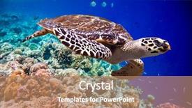  Presentation with coral reef - Beautiful presentation design featuring alam - hawksbill turtle - eretmochelys imbricata backdrop and a coral colored foreground