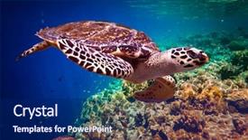  Presentation with water ocean - Presentation design featuring alam - hawksbill turtle - eretmochelys imbricata background and a dark gray colored foreground