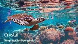  Presentation with water ocean - Beautiful slide set featuring alam - hawksbill turtle - eretmochelys imbricata backdrop and a ocean colored foreground