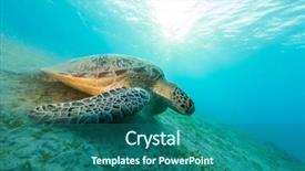  Presentation with marine life - Presentation theme consisting of alam - hawksbill turtle eating sea grass background and a ocean colored foreground