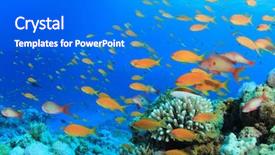  Presentation with coral reef - Colorful PPT theme enhanced with alam - lyretail anthias fish on coral backdrop and a cobalt blue colored foreground