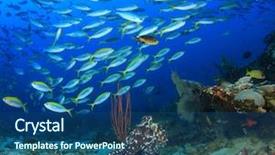  Presentation with reef octopus underwater - Beautiful theme featuring alam - octopus and reef fish backdrop and a ocean colored foreground