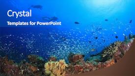  Presentation with dive rescue - PPT theme with alam - scuba dive coral reef background and a gray colored foreground