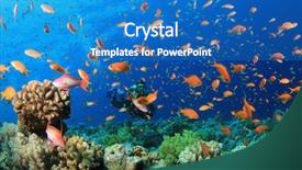  Presentation with tropical reef fish - PPT theme with alam - scuba diver swims through cloud background and a teal colored foreground
