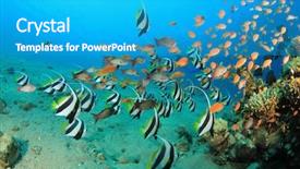  Presentation with divers - Cool new presentation theme with alam - tropical fish with scuba divers backdrop and a teal colored foreground
