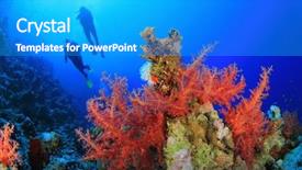 Presentation with sea coral - Presentation consisting of alam - two scuba divers dive background and a teal colored foreground
