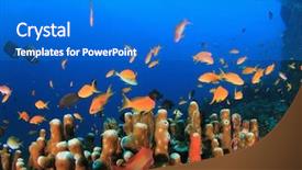  Presentation with coral reef - Beautiful slide deck featuring alam - underwater coral reef and fish backdrop and a cobalt blue colored foreground