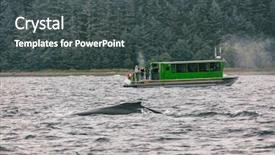  Presentation with whale - PPT theme having alaska whale watching tour activity background and a dark gray colored foreground