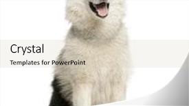  Presentation with white - Slide set enhanced with alaskan-malamut-sitting-and-panting background and a lemonade colored foreground