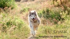  Presentation with dog - Audience pleasing presentation design consisting of alaskan-malamute-dog-running backdrop and a yellow colored foreground