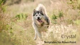  Presentation with dog - Cool new presentation design with alaskan-malamute-dog-running backdrop and a coral colored foreground