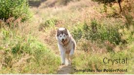  Presentation with running - Cool new theme with alaskan-malamute-dog-running backdrop and a yellow colored foreground