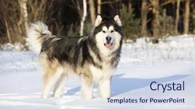  Presentation with snow - Presentation design having alaskan malamute in the snow background and a sky blue colored foreground