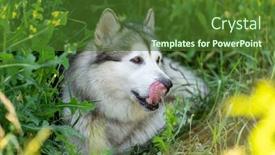  Presentation with shadow - Colorful slide deck enhanced with alaskan-malamute-lying-in-shadow backdrop and a tawny brown colored foreground