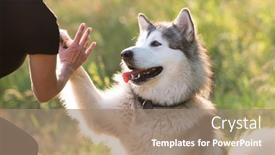  Presentation with paw - Beautiful theme featuring alaskan-malamute-performing-give-paw backdrop and a coral colored foreground