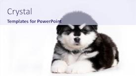  Presentation with long hair - Amazing slide set having alaskan-malamute-puppy-black backdrop and a sky blue colored foreground