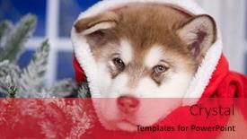  Presentation with dog christmas - Amazing slide deck having alaskan-malamute-puppy-christmas-dog backdrop and a red colored foreground