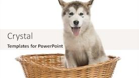  Presentation with puppy - PPT theme having alaskan-malamute-puppy-sitting background and a  colored foreground