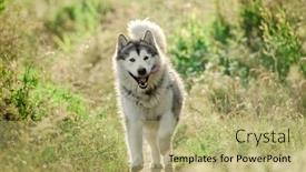  Presentation with field and stream - Beautiful slides featuring alaskan-malamute-running-on-sunny backdrop and a mint green colored foreground