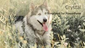  Presentation with grass - Beautiful slide deck featuring alaskan-malamute-sitting-sideways backdrop and a soft green colored foreground
