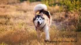 Presentation with tongue - Theme with alaskan-malamute-with-tongue-out background and a coral colored foreground