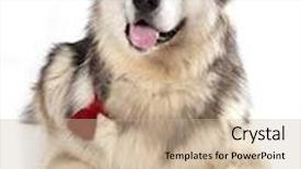  Presentation with alaskan seafood - PPT layouts enhanced with alaskan malamute background and a soft green colored foreground