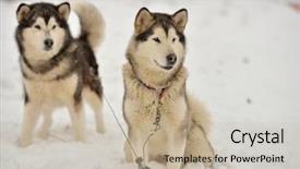  Presentation with dog sled - Cool new PPT layouts with alaskan malamutes before the sled backdrop and a mint green colored foreground