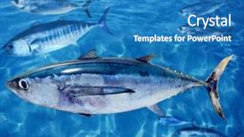  Presentation with fish tuna - Presentation theme with albacore thunnus alalunga fish background and a teal colored foreground