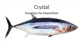 Presentation with fish tuna - PPT layouts consisting of albacore tuna fish thunnus alalunga background and a white colored foreground