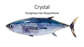  Presentation with tuna fish - Beautiful slides featuring albacore tuna thunnus alalunga fish backdrop and a white colored foreground