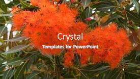  Presentation with western - PPT theme having albany red flowering gum blossoming during summer in western australia corymbia ficifolia background and a crimson colored foreground