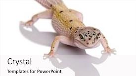  Presentation with film strip projector - Amazing presentation design having albino bolt strip leopard gecko backdrop and a white colored foreground