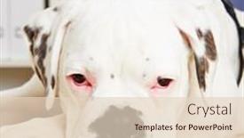  Presentation with boxer dog - 