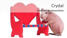  Presentation with guinea pig - Theme consisting of albino rats - bald guinea pig is playing background and a white colored foreground