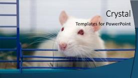  Presentation with rat - PPT theme consisting of albino rats - cute pet rat sitting background and a light gray colored foreground
