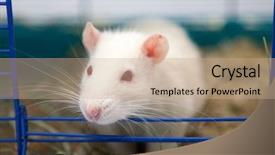  Presentation with rat - Colorful slide deck enhanced with albino rats - cute pet rat sitting backdrop and a coral colored foreground
