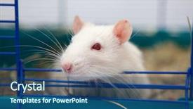  Presentation with rat - Audience pleasing PPT layouts consisting of albino rats - cute pet rat backdrop and a ocean colored foreground