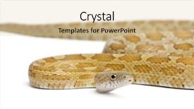  Presentation with juvenile - PPT theme enhanced with albino rats - goldest juvenile corn snake pantherophis background and a lemonade colored foreground