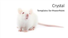  Presentation with white rat - Beautiful slide deck featuring very beautiful photo of a cute wild deer in the forest backdrop and a tawny brown colored foreground