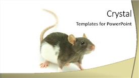  Presentation with rat - Presentation featuring albino rats - rat background and a white colored foreground