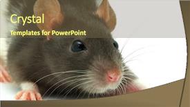  Presentation with rat - Cool new presentation theme with albino rats - rat backdrop and a tawny brown colored foreground